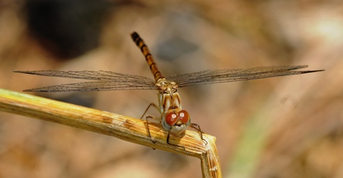 Female
2009_06_06_Floyd